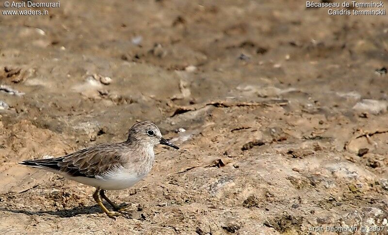 Temminck's Stint