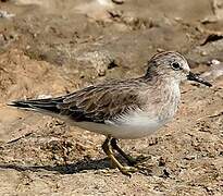 Temminck's Stint