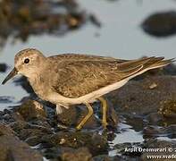 Temminck's Stint