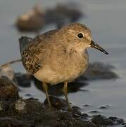 Temminck's Stint