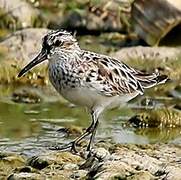 Broad-billed Sandpiper