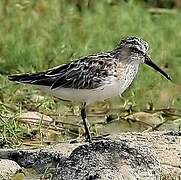 Broad-billed Sandpiper