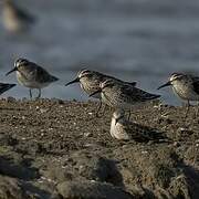 Broad-billed Sandpiper