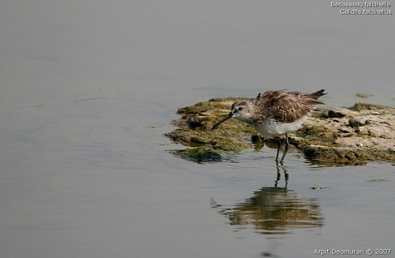 Broad-billed Sandpiper