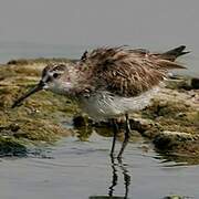 Broad-billed Sandpiper