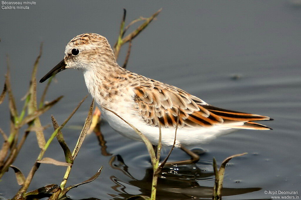 Little Stint