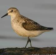 Little Stint