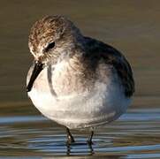 Little Stint