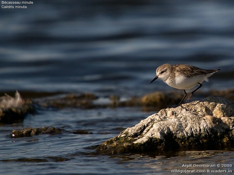 Little Stint