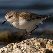 Little Stint