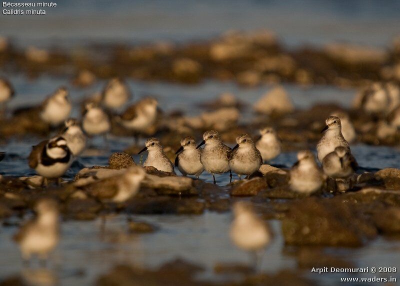 Little Stint