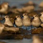 Little Stint