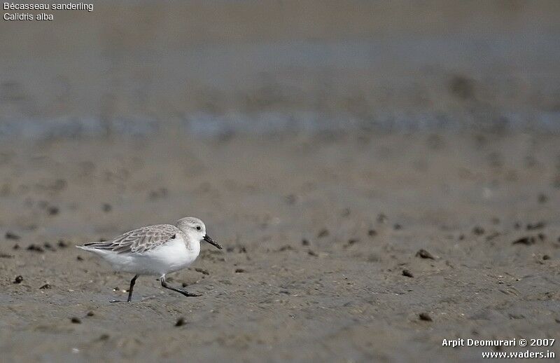 Bécasseau sanderling