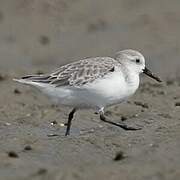 Bécasseau sanderling