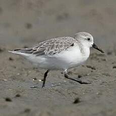 Bécasseau sanderling