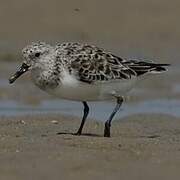 Bécasseau sanderling