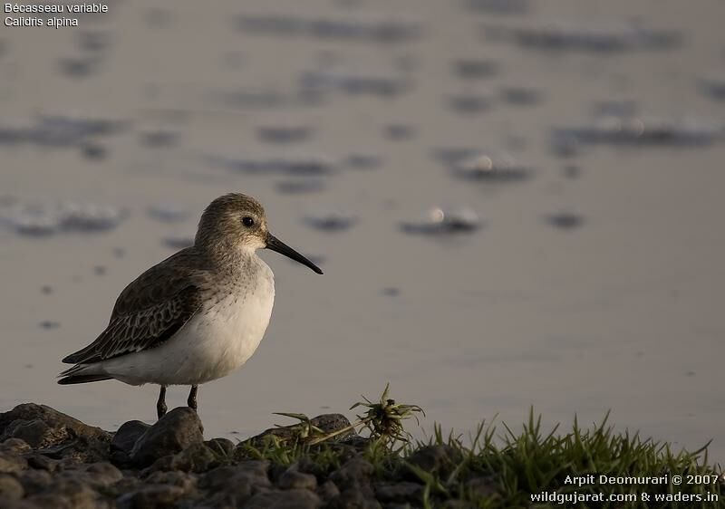 Dunlin