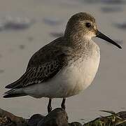 Dunlin