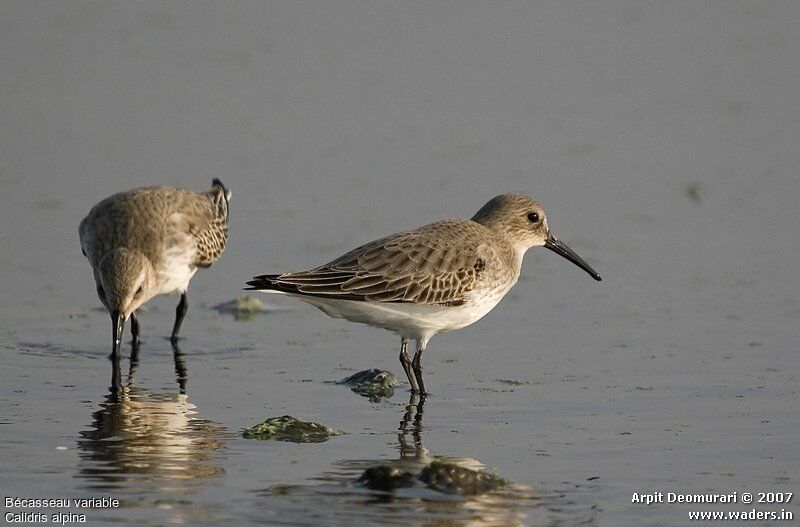 Dunlin