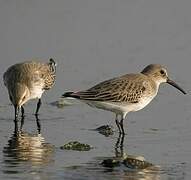 Dunlin