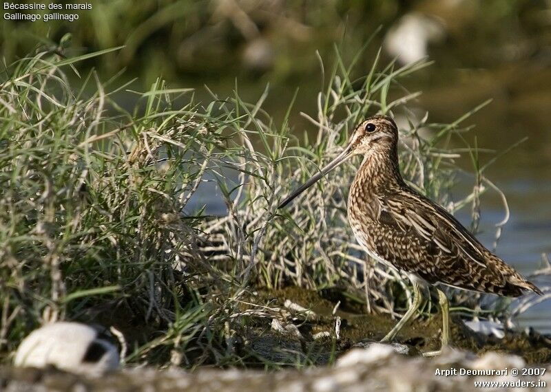 Common Snipe