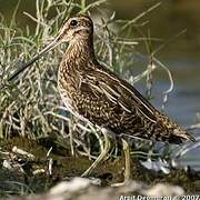 Common Snipe