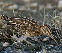 Common Snipe