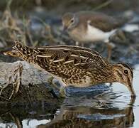 Common Snipe