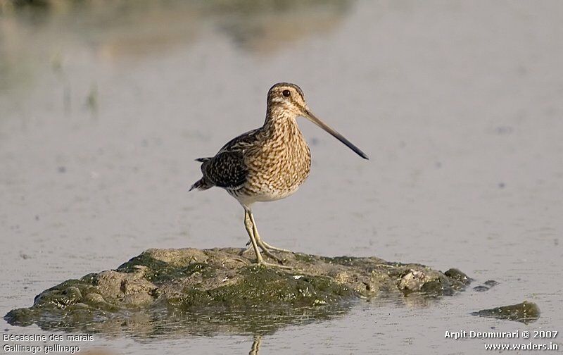 Common Snipe