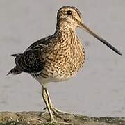 Common Snipe