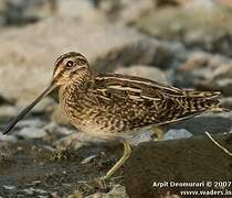 Common Snipe