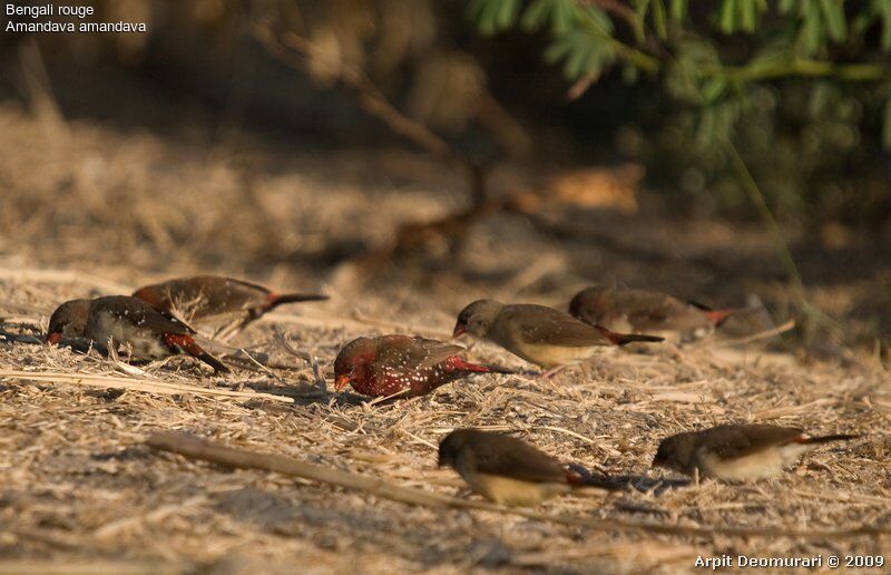 Bengali rouge