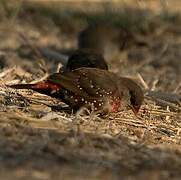 Red Avadavat