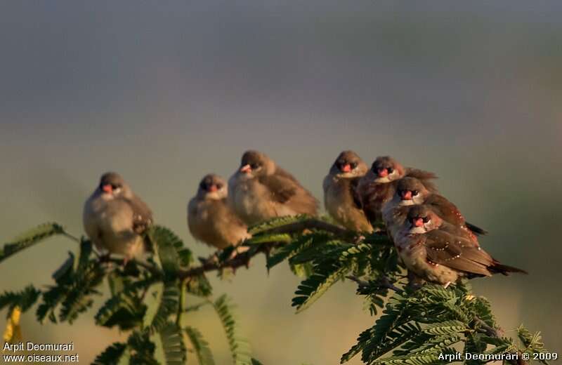 Red Avadavat, habitat, pigmentation, Behaviour