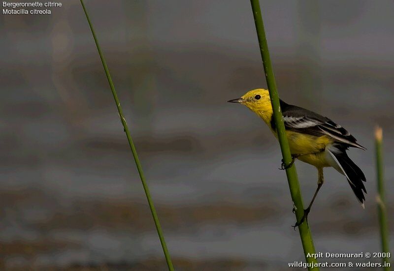 Citrine Wagtail