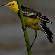 Citrine Wagtail