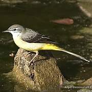 Grey Wagtail