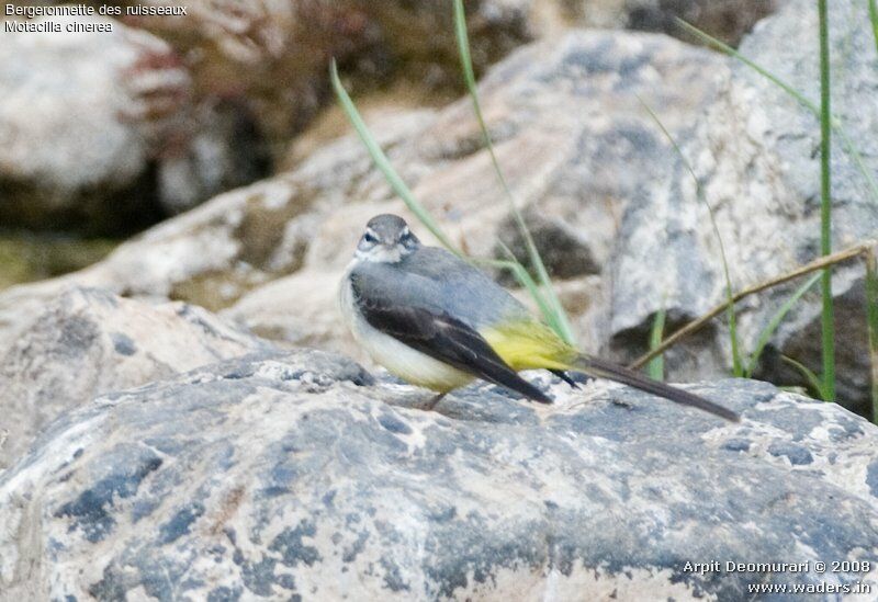 Grey Wagtail