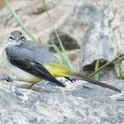 Grey Wagtail