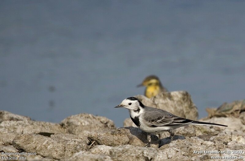 White Wagtail