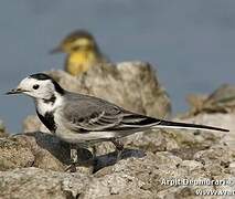 White Wagtail