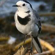 White Wagtail