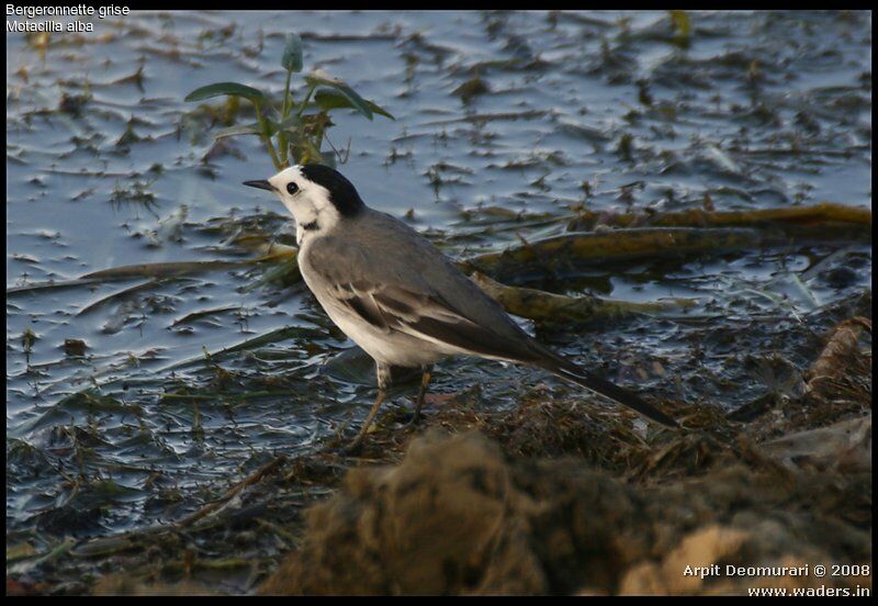 White Wagtail