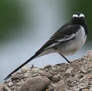 White-browed Wagtail