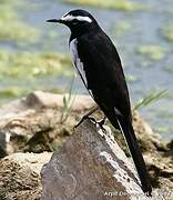 White-browed Wagtail