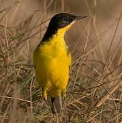 Western Yellow Wagtail