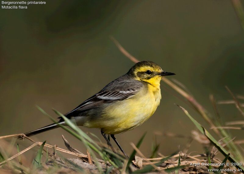 Western Yellow Wagtail