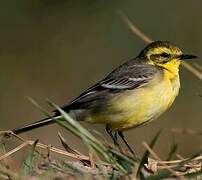 Western Yellow Wagtail