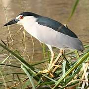 Black-crowned Night Heron