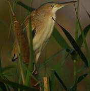 Yellow Bittern